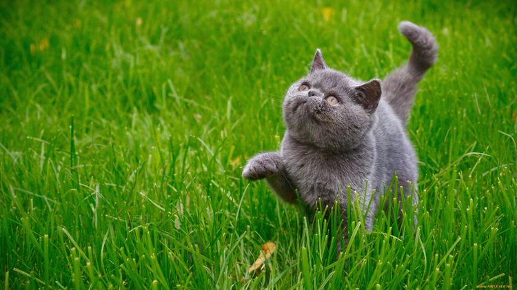 Gato en la hierba