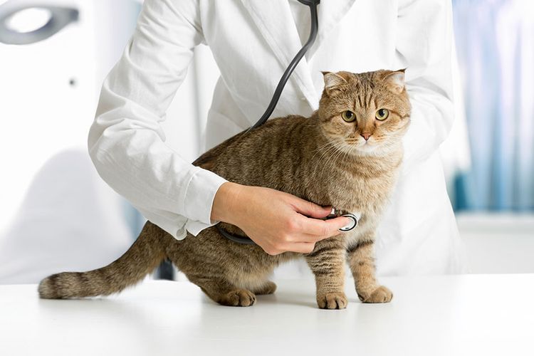 El veterinario examina al gato