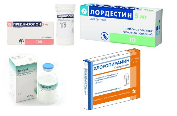 Medicamentos para el tratamiento de la bronquitis en gatos