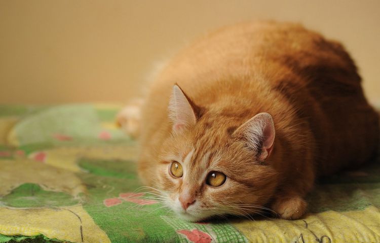 Gato naranja
