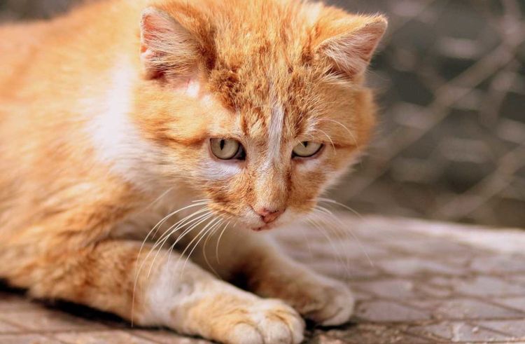 Bronquitis en el gato