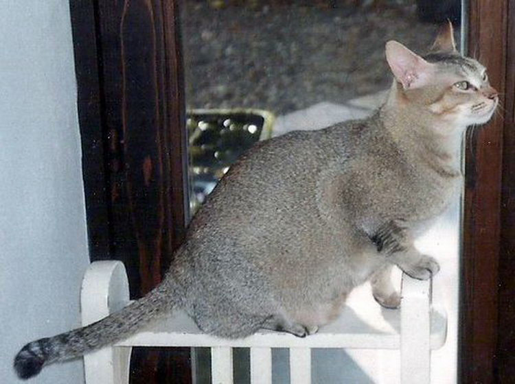 criadero de gatos ceyloneses