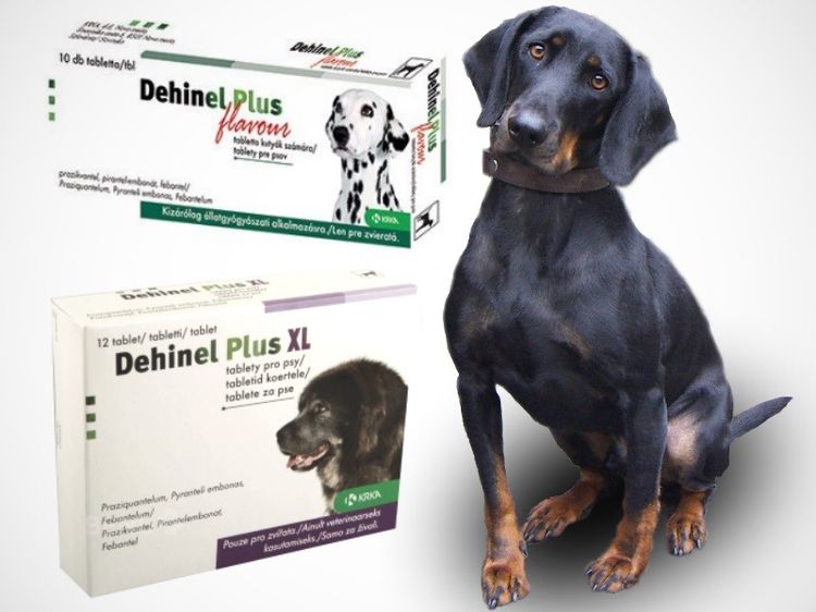 Dechinel plus für Hunde