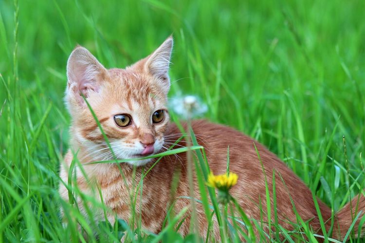 Kater in der Natur