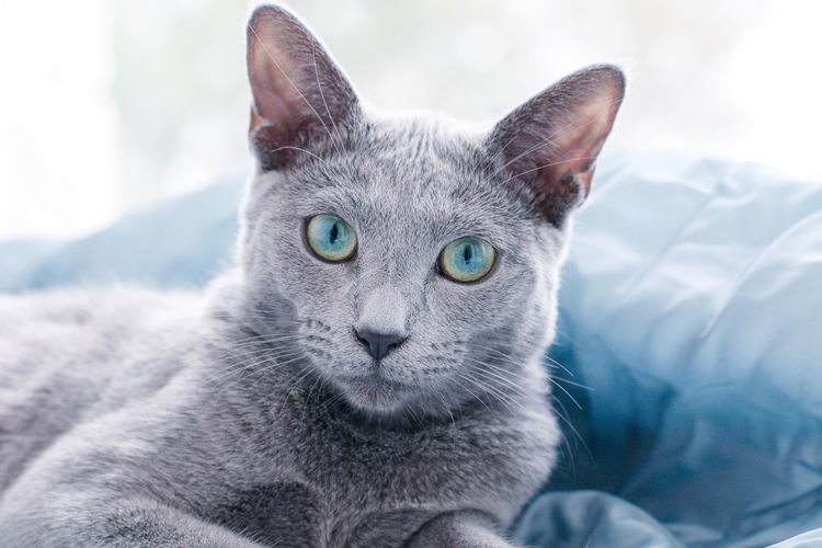 Katze
