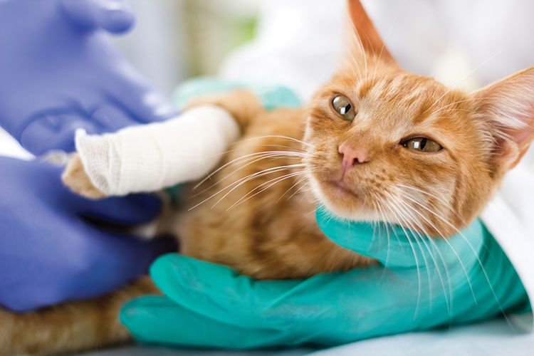 Beinbruch bei der Katze