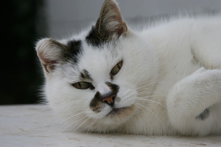 Schöner Kater