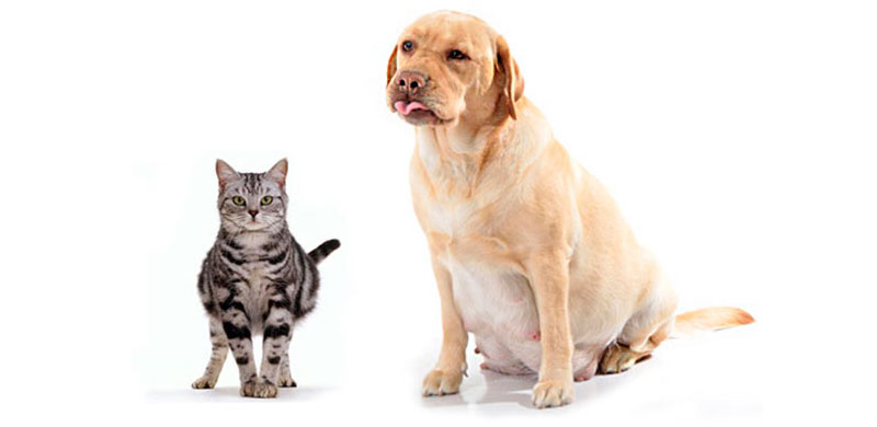Abortos en gatos y perros: métodos, complicaciones, consecuencias