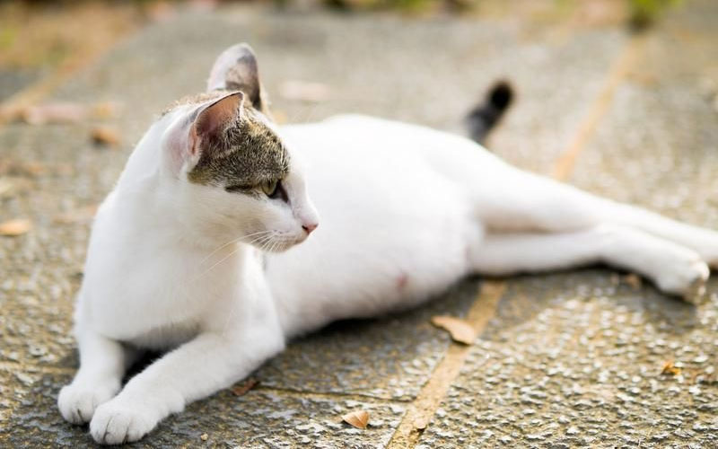 Abortos en gatos y perros: tipos, plazos, complicaciones