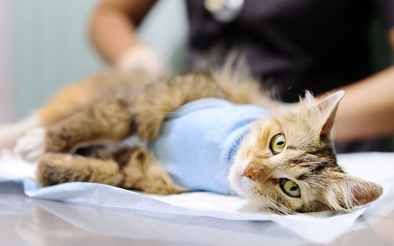 Métodos de interrupción del embarazo en gatos y perros