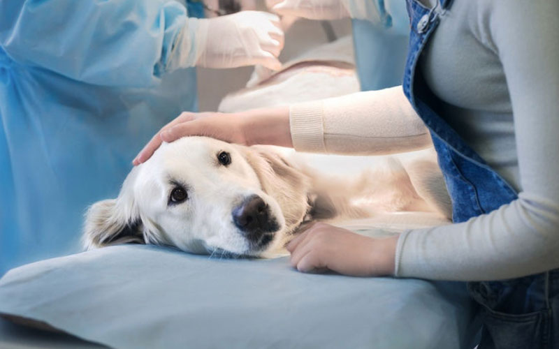 Particularidades del aborto en perros y gatos