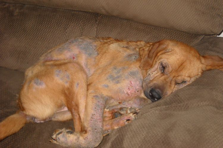 Demodecosis en un perro