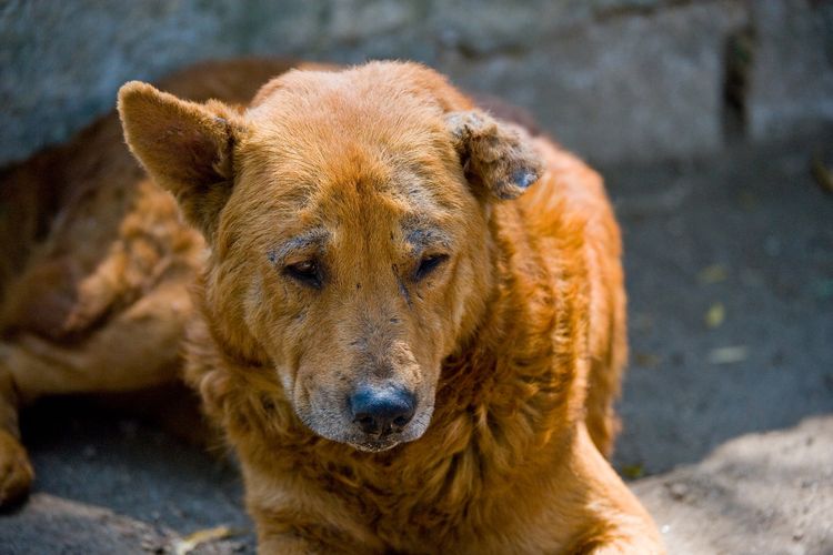 Demodicosis en perros (Forma localizada)