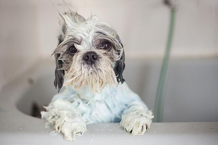 Baño del perro
