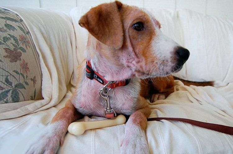 Demodicosis en perros