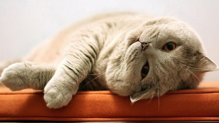 El gato duerme