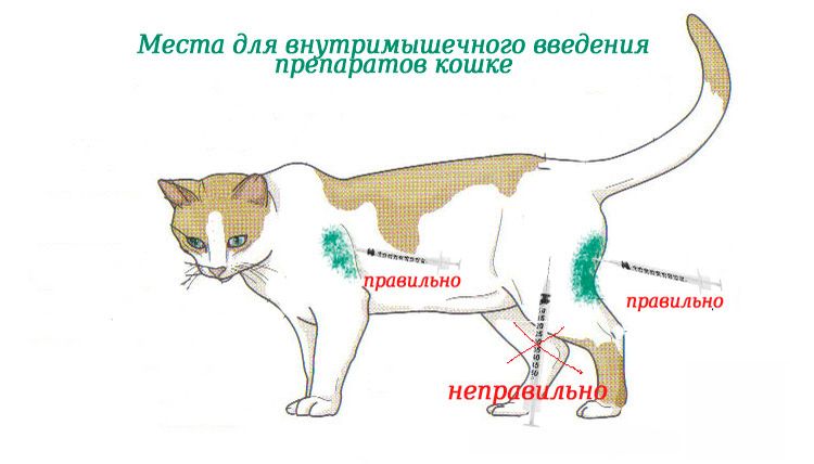 Inyecciones intramusculares en gatos