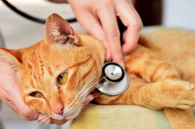 Revisión del gato para detectar enfermedades
