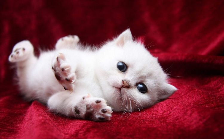 Gatito divertido
