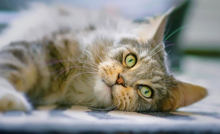 Gato adulto