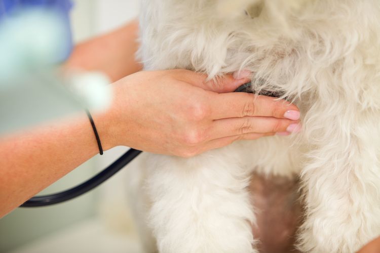 El veterinario ausculta el corazón del perro