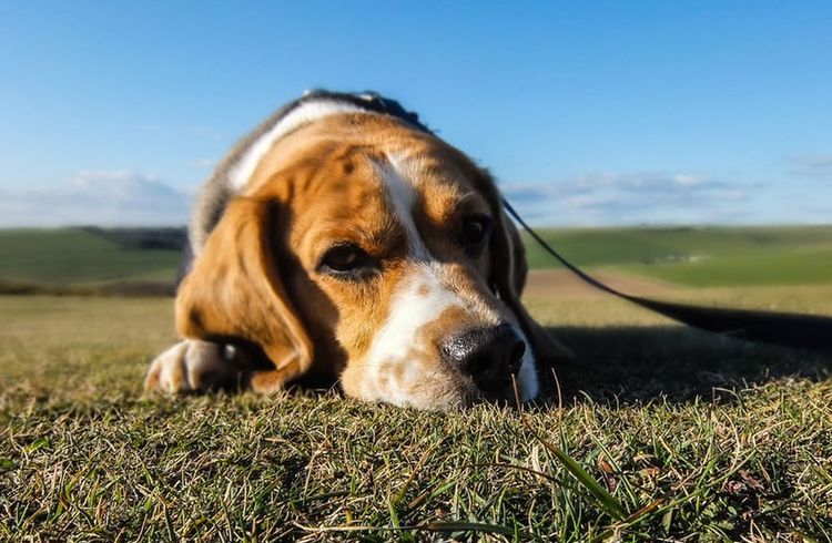 Beagle tumbado sobre la hierba