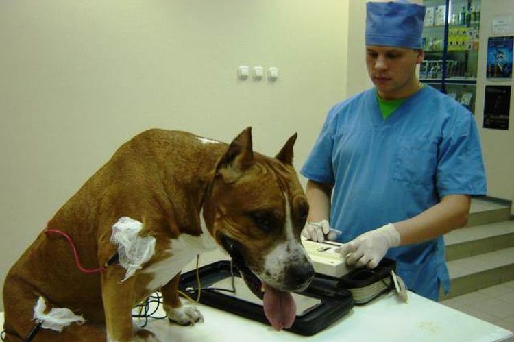 ECG para perros