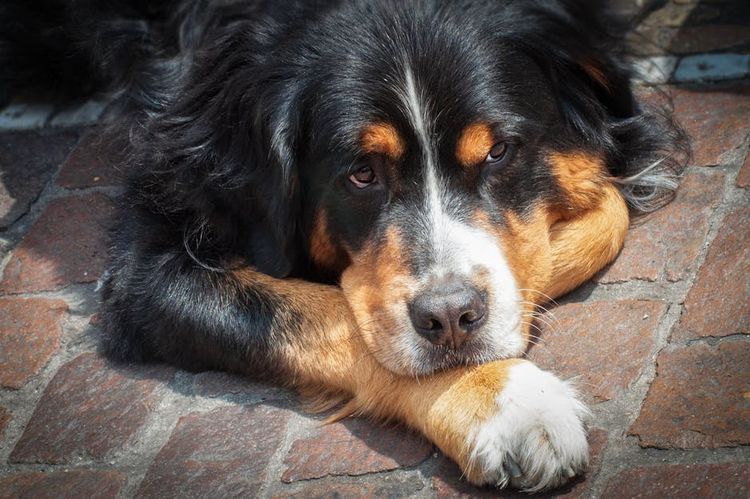 Perro negro tumbado en el suelo
