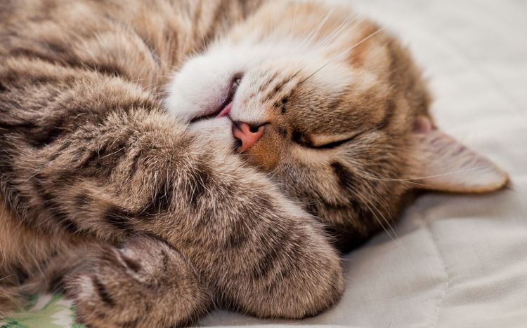Katze schläft