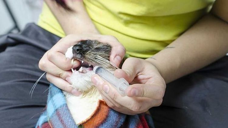 Cómo administrar la suspensión al gato de forma forzada