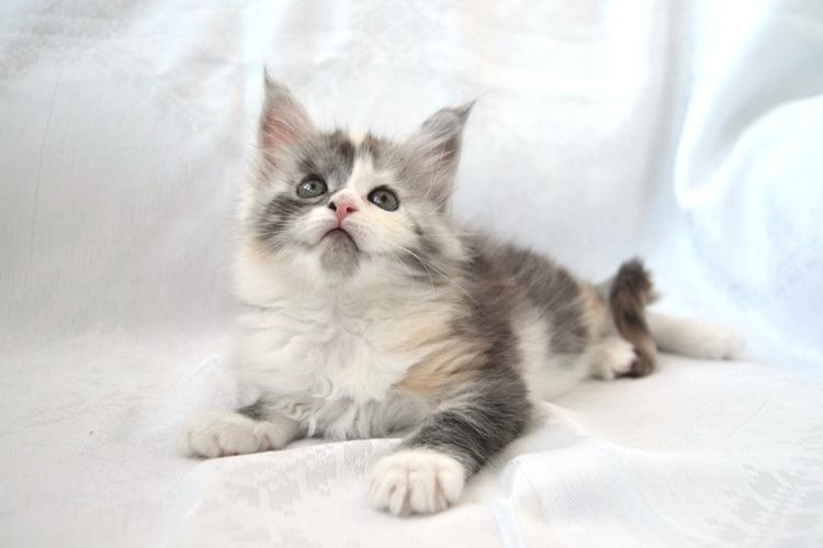 Gatito
