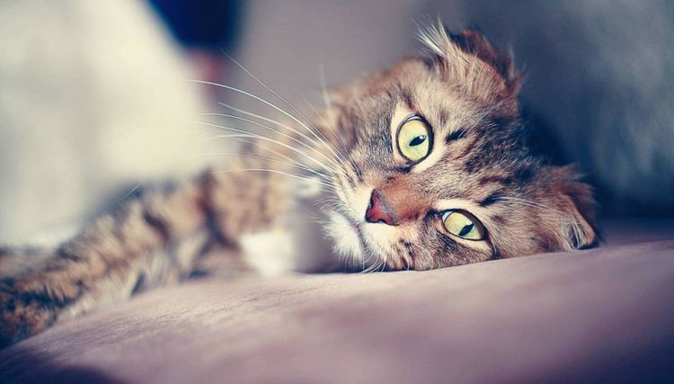 Traurige Katze