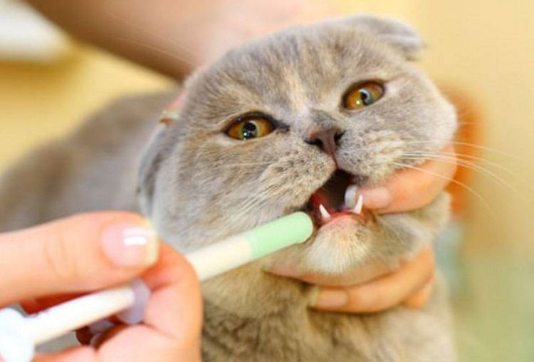 Wie verabreicht man der Katze die Suspension?