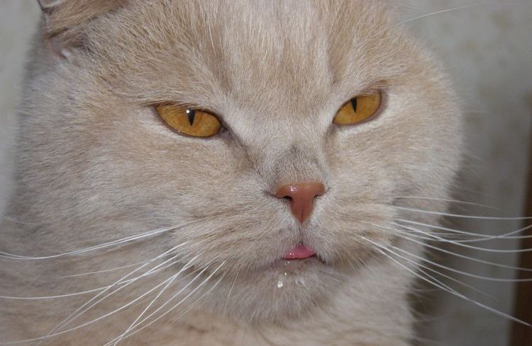Vermehrter Speichelfluss bei der Katze