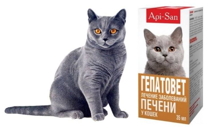 Gepatovet für Katzen und Kater