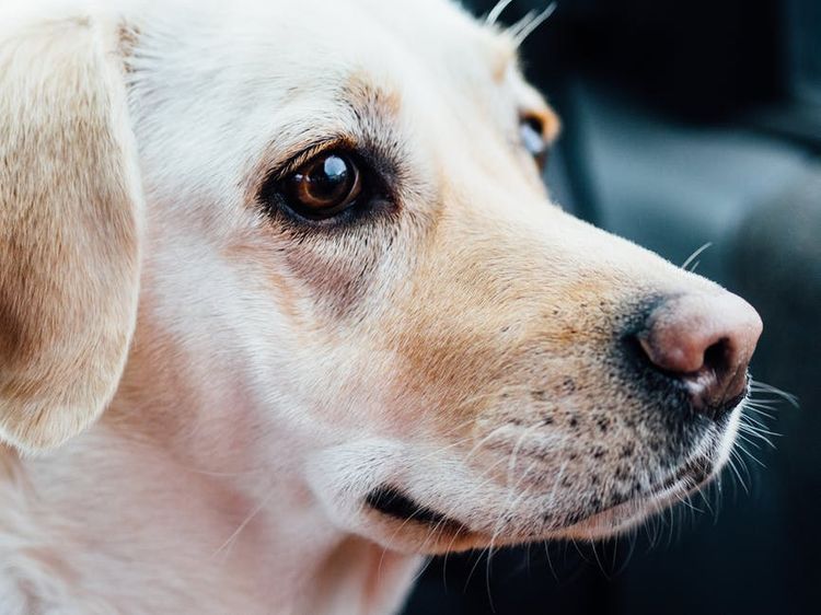 Perro blanco