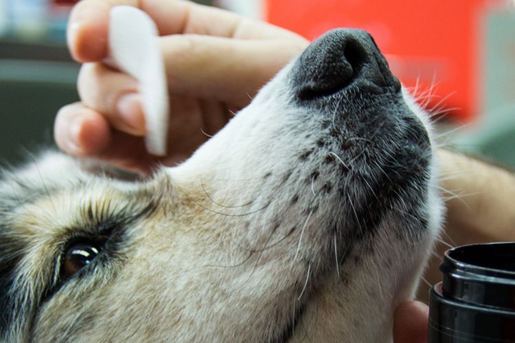 Aplicar gotas en los ojos del perro