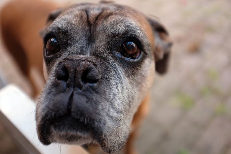 El perro con ojos tristes