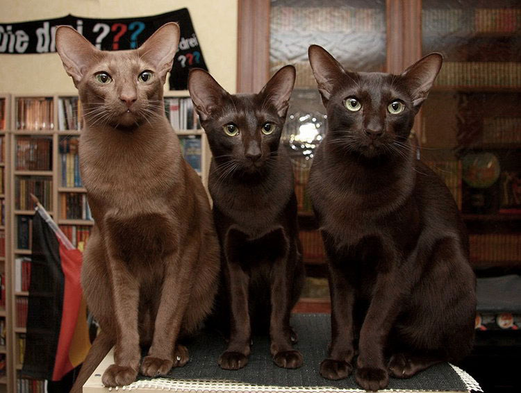 Troi gato de raza Havana