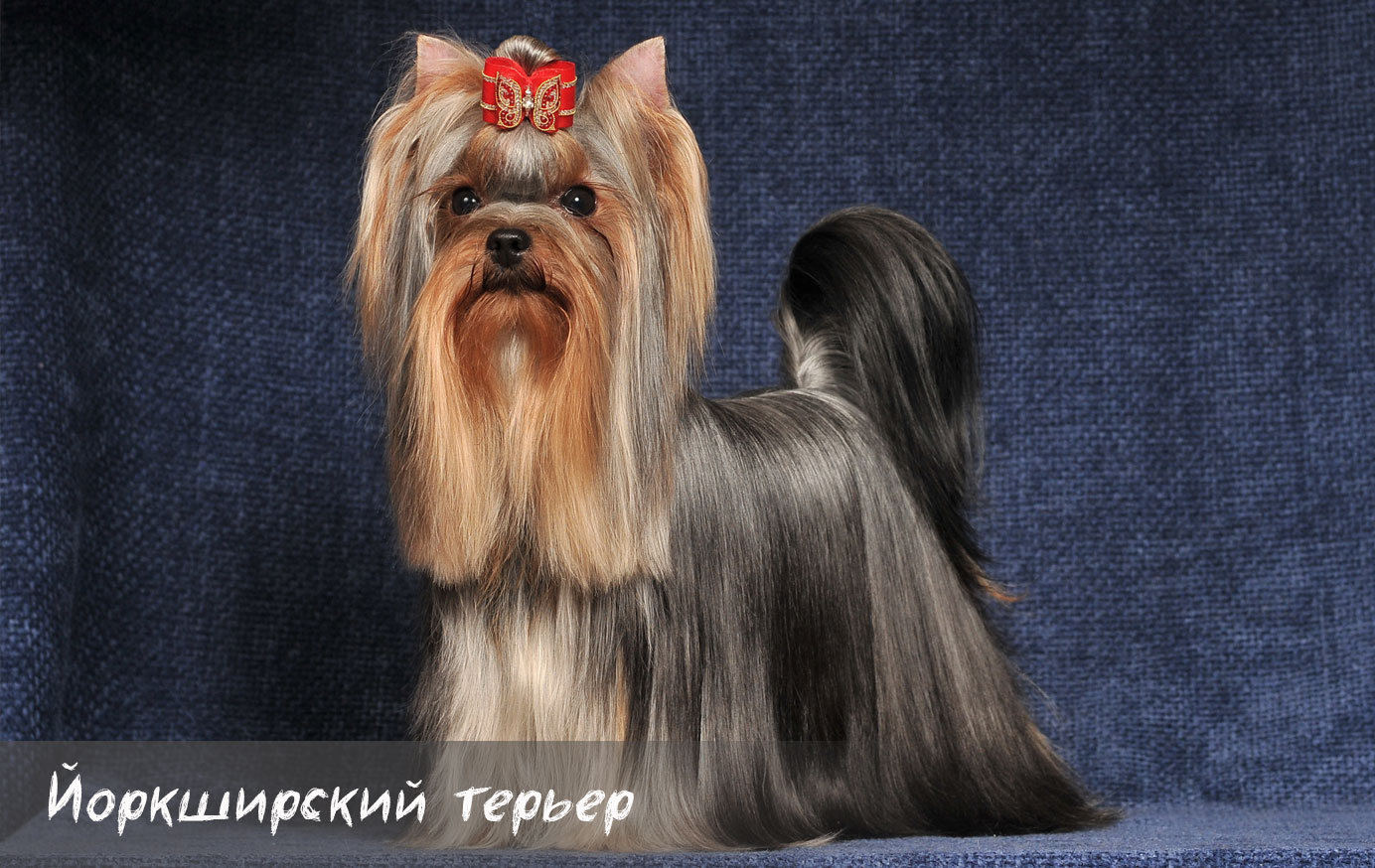 Todo sobre la raza Yorkshire terrier