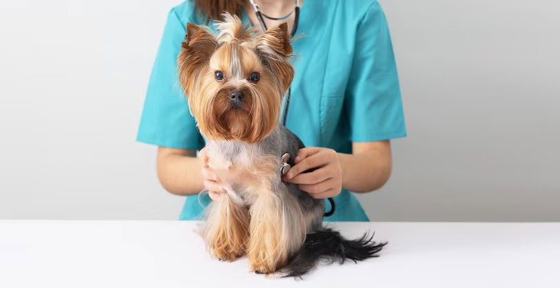 De qué enfermedades padecen los Yorkies