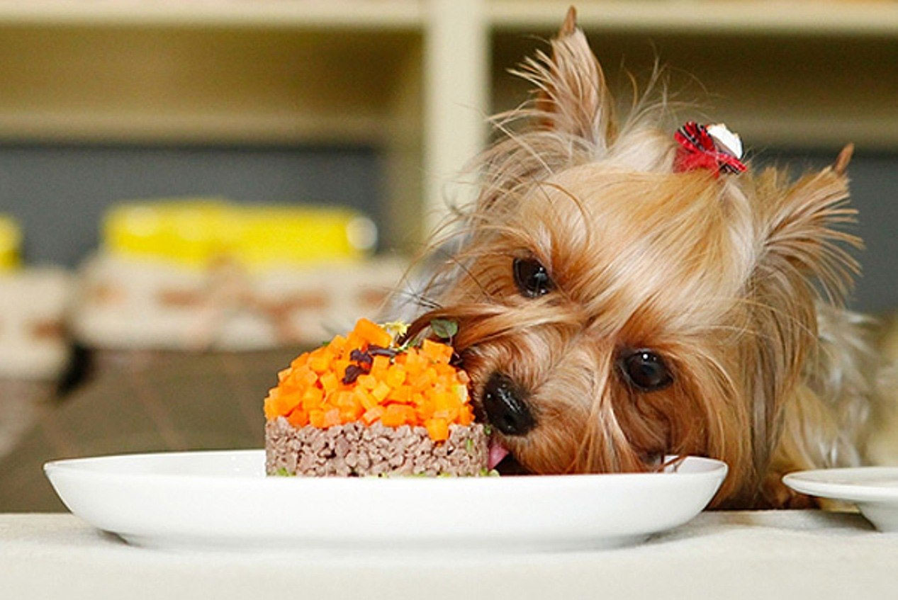 Cómo alimentar a un Yorkie