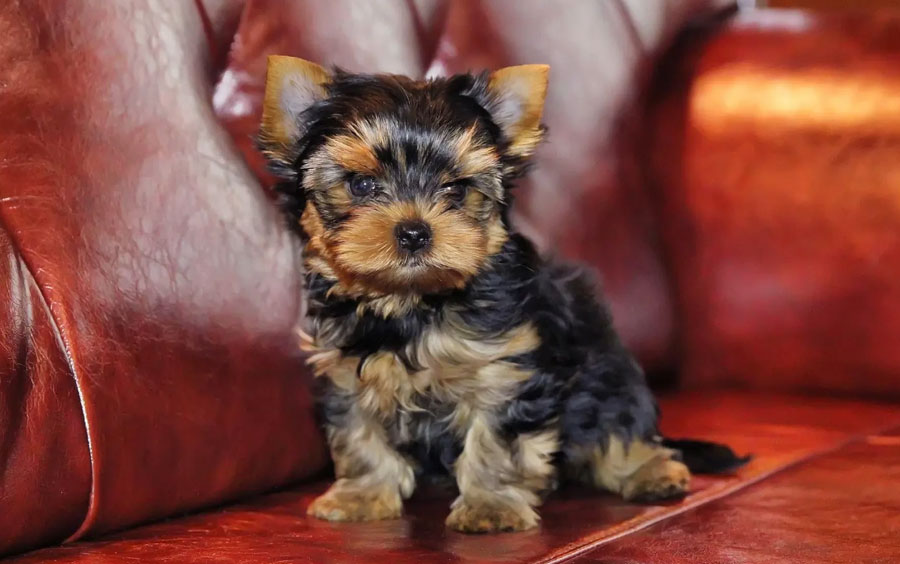 Cachorro de Yorkie clásico
