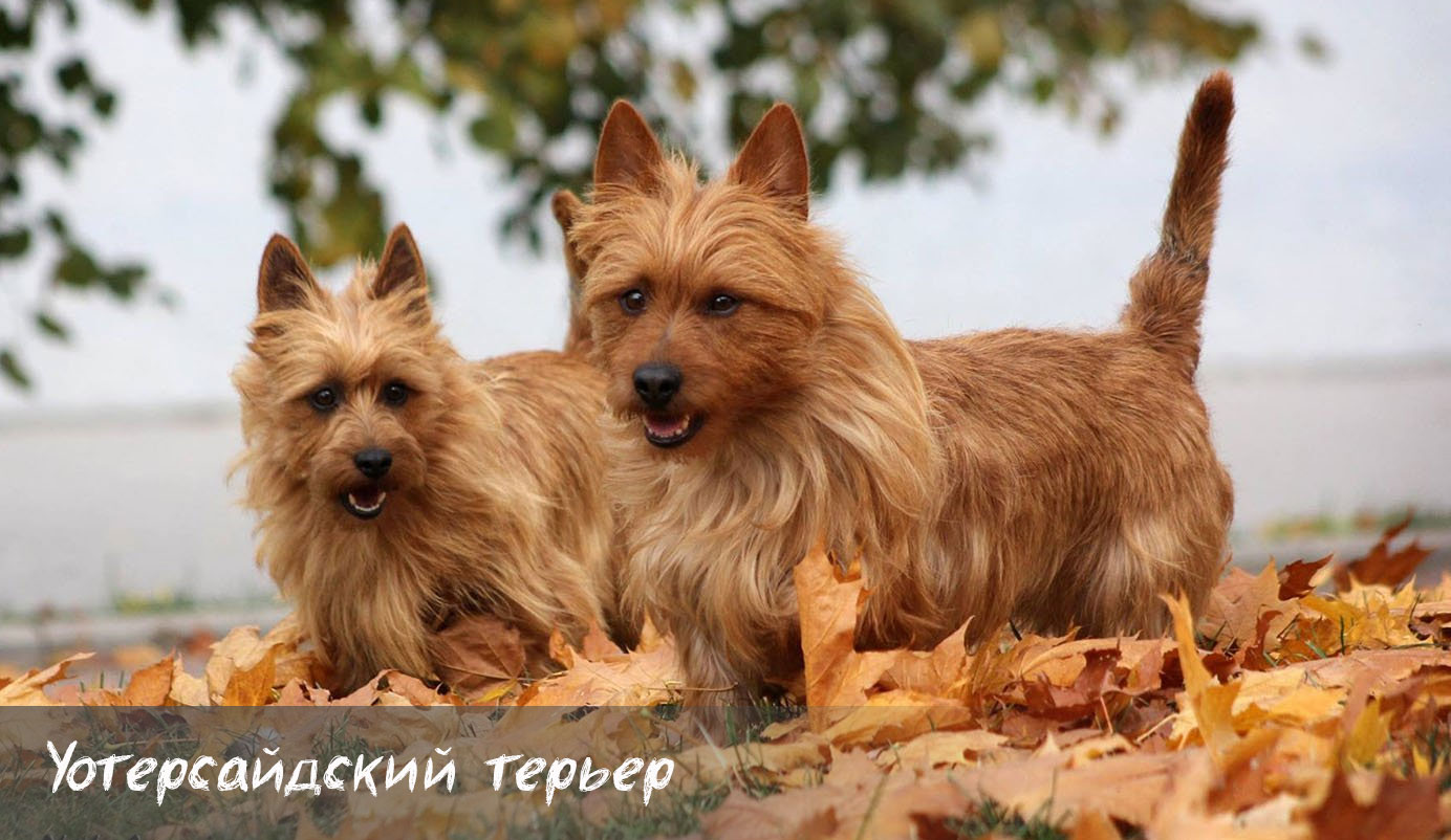 Terriers de Waterside