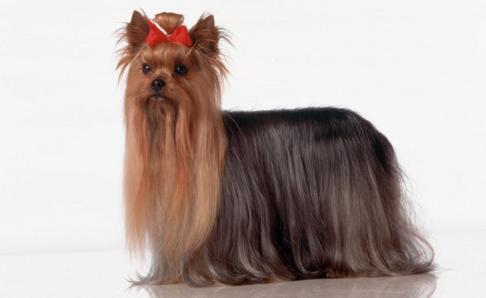 Yorkshire Terrier - estándar de la raza