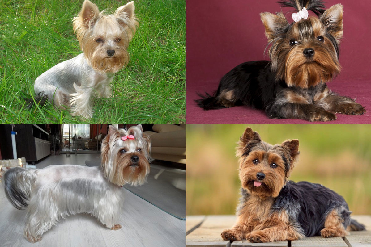 Colores no deseables del Yorkie