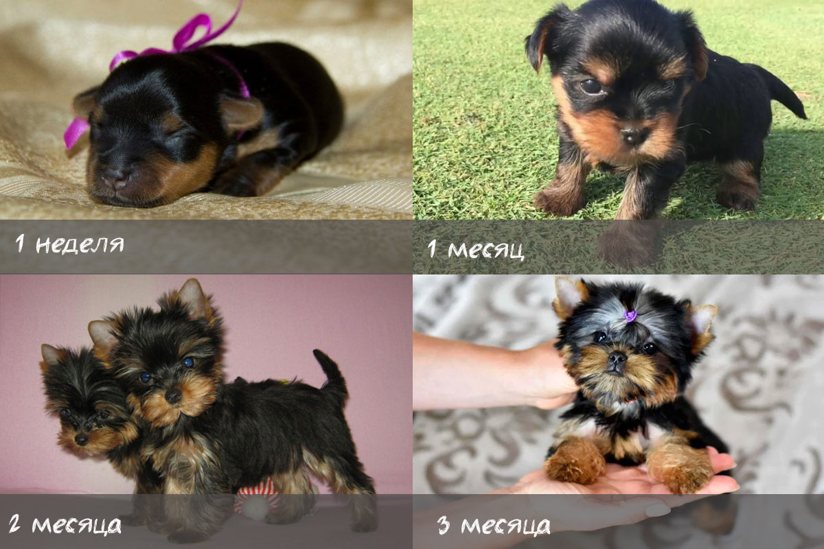 Cachorros de Yorkie por meses