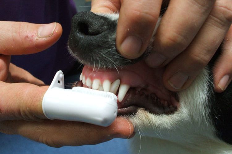 Limpieza dental del perro