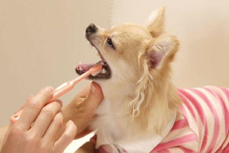 Limpieza dental del perro