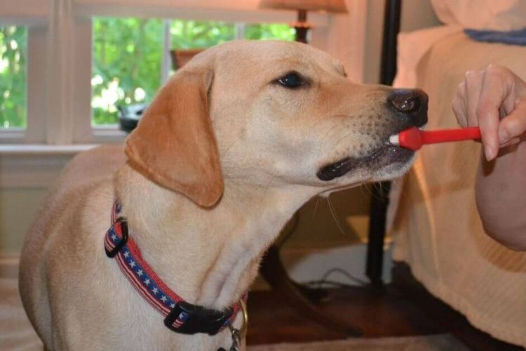 Limpieza dental del perro